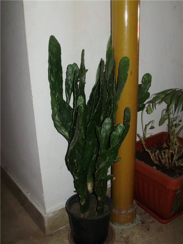 sukulenti